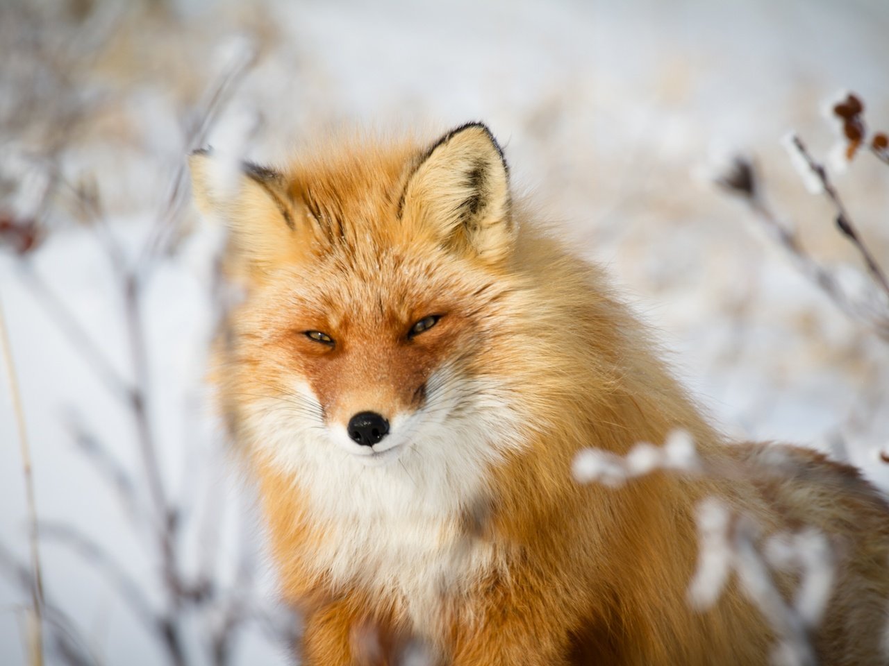 Обои морда, взгляд, рыжая, лиса, лисица, животное, хитрый взгляд, face, look, red, fox, animal, sly look разрешение 3600x2400 Загрузить
