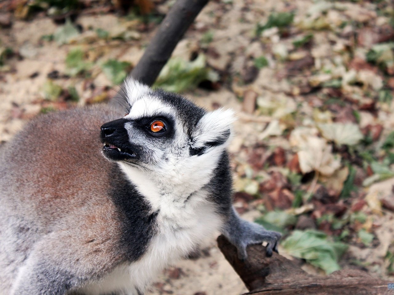 Обои морда, взгляд, зверек, мех, лемур, лапка, кошачий лемур, face, look, animal, fur, lemur, foot, a ring-tailed lemur разрешение 2560x1600 Загрузить