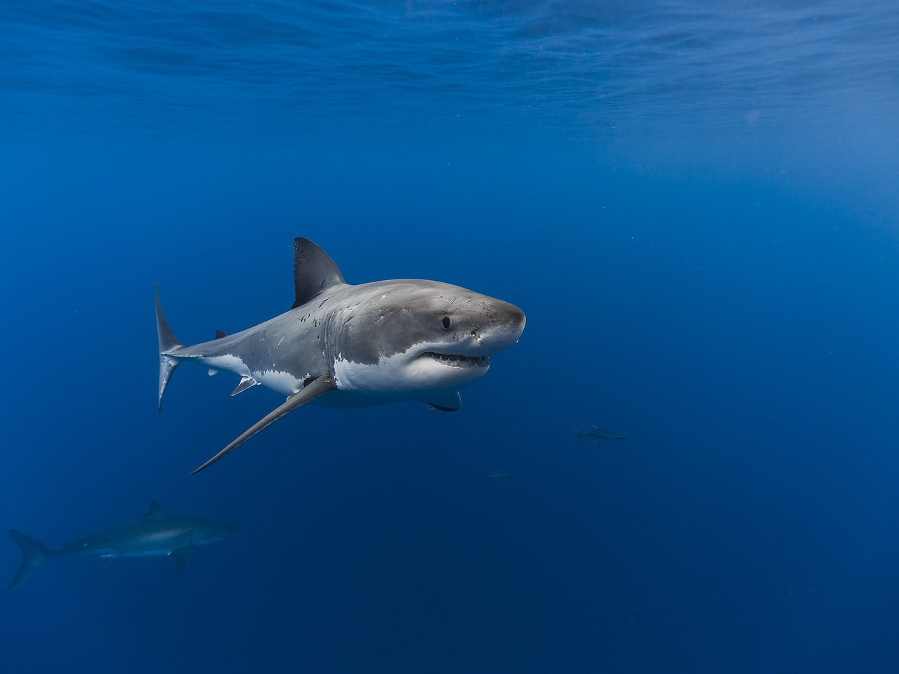 Обои океан, рыба, акула, подводный мир, the ocean, fish, shark, underwater world разрешение 2048x1365 Загрузить