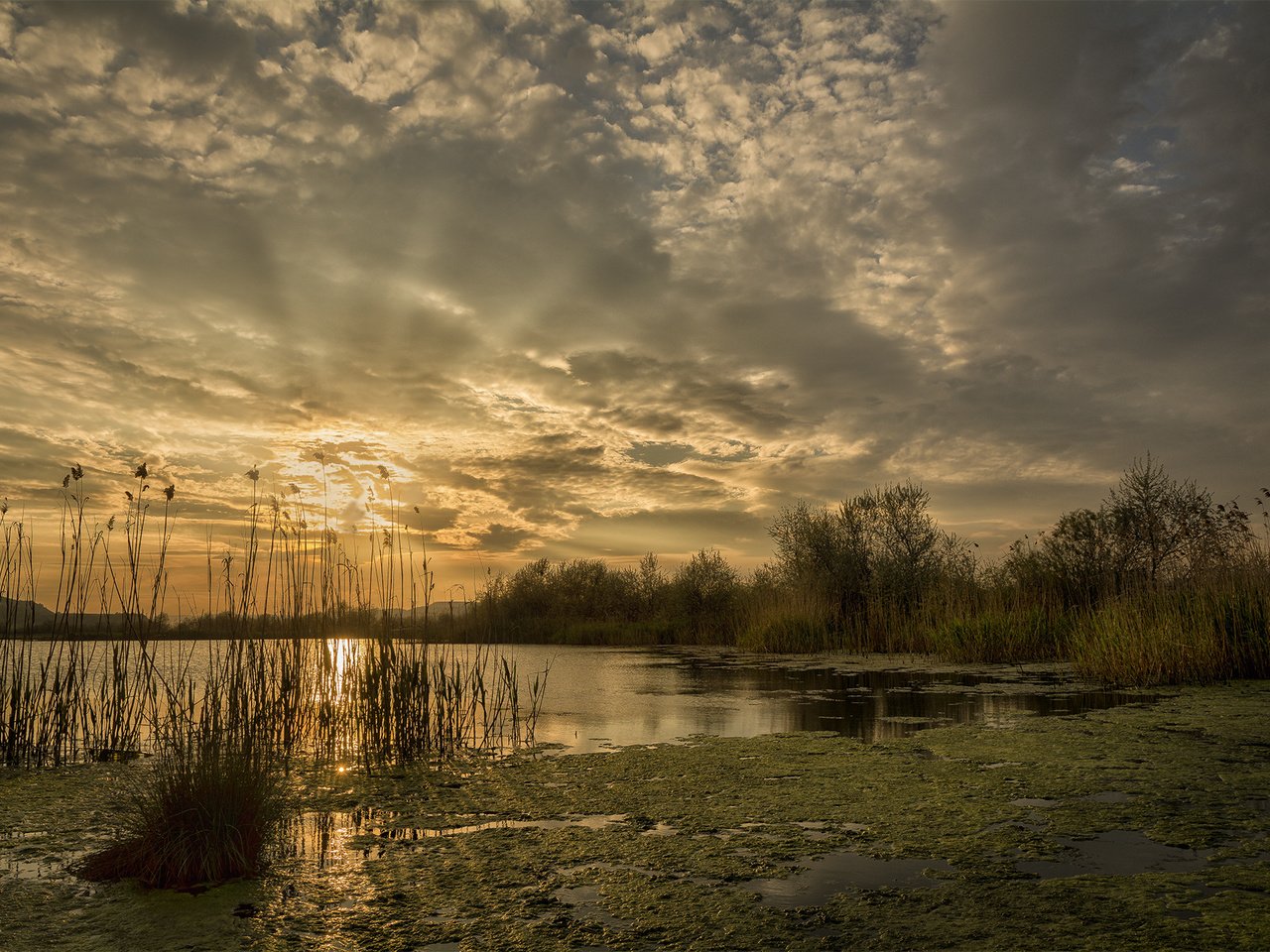 Обои небо, облака, озеро, лучи, рассвет, камыш, тина, заря, the sky, clouds, lake, rays, dawn, reed, tina разрешение 2048x1365 Загрузить