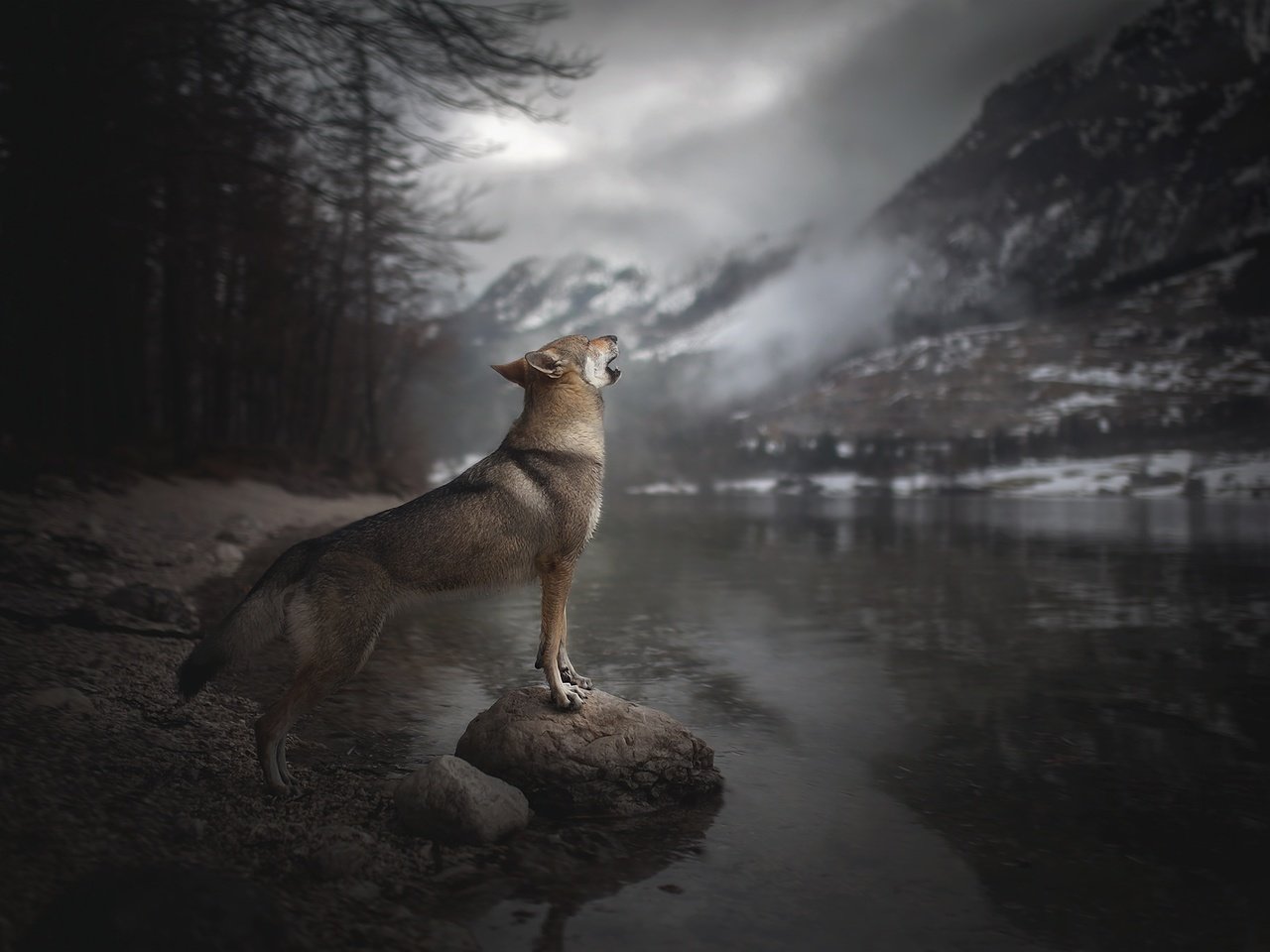 Обои река, горы, собака, вой, alicja zmysłowska, чехословацкая волчья, чехословацкий влчак, влчак, river, mountains, dog, howl, czechoslovakian wolf, czechoslovakian, wolfdog, the wolfdog разрешение 2048x1365 Загрузить