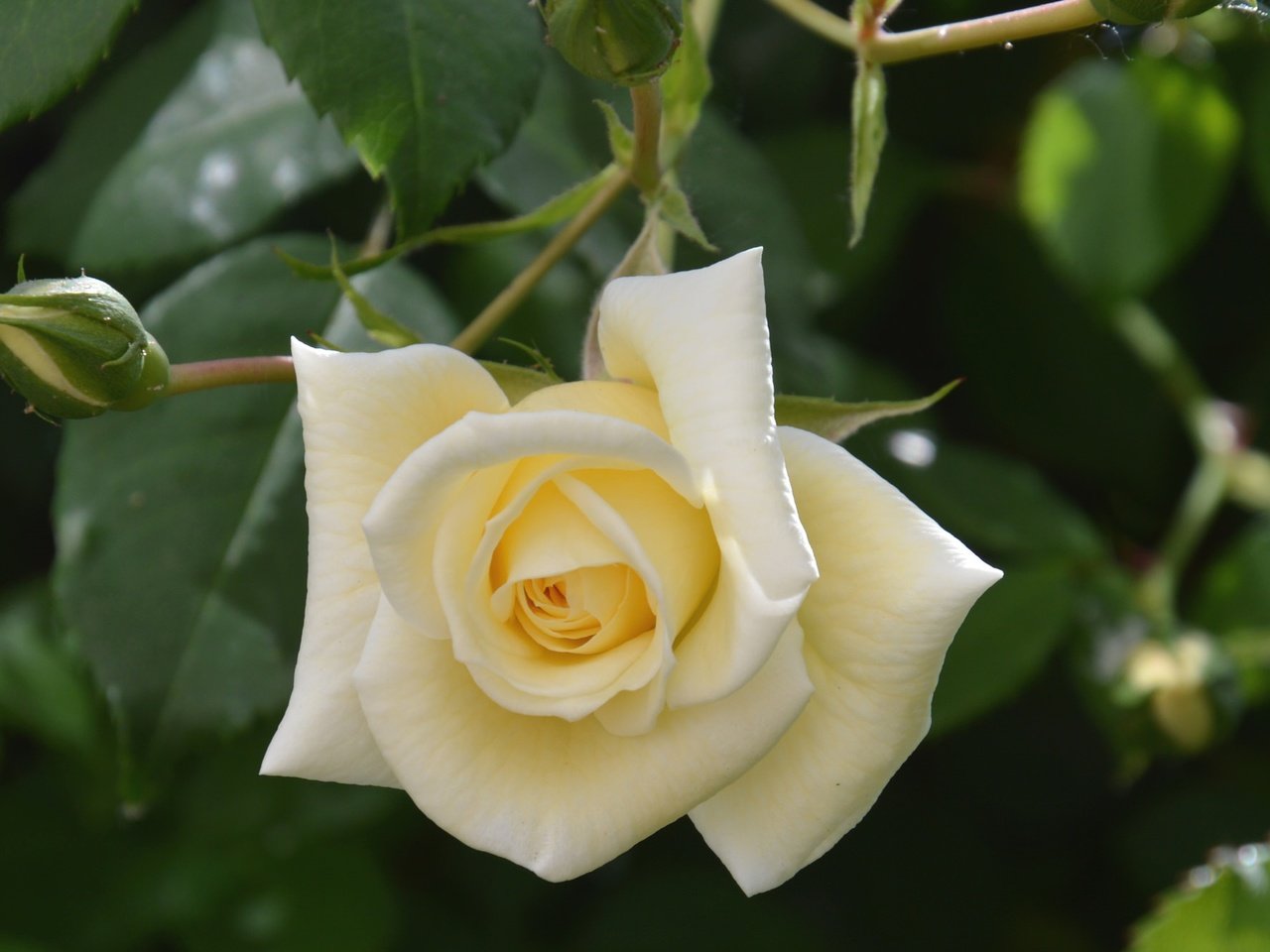 Обои цветок, роза, лепестки, белая, flower, rose, petals, white разрешение 2048x1331 Загрузить