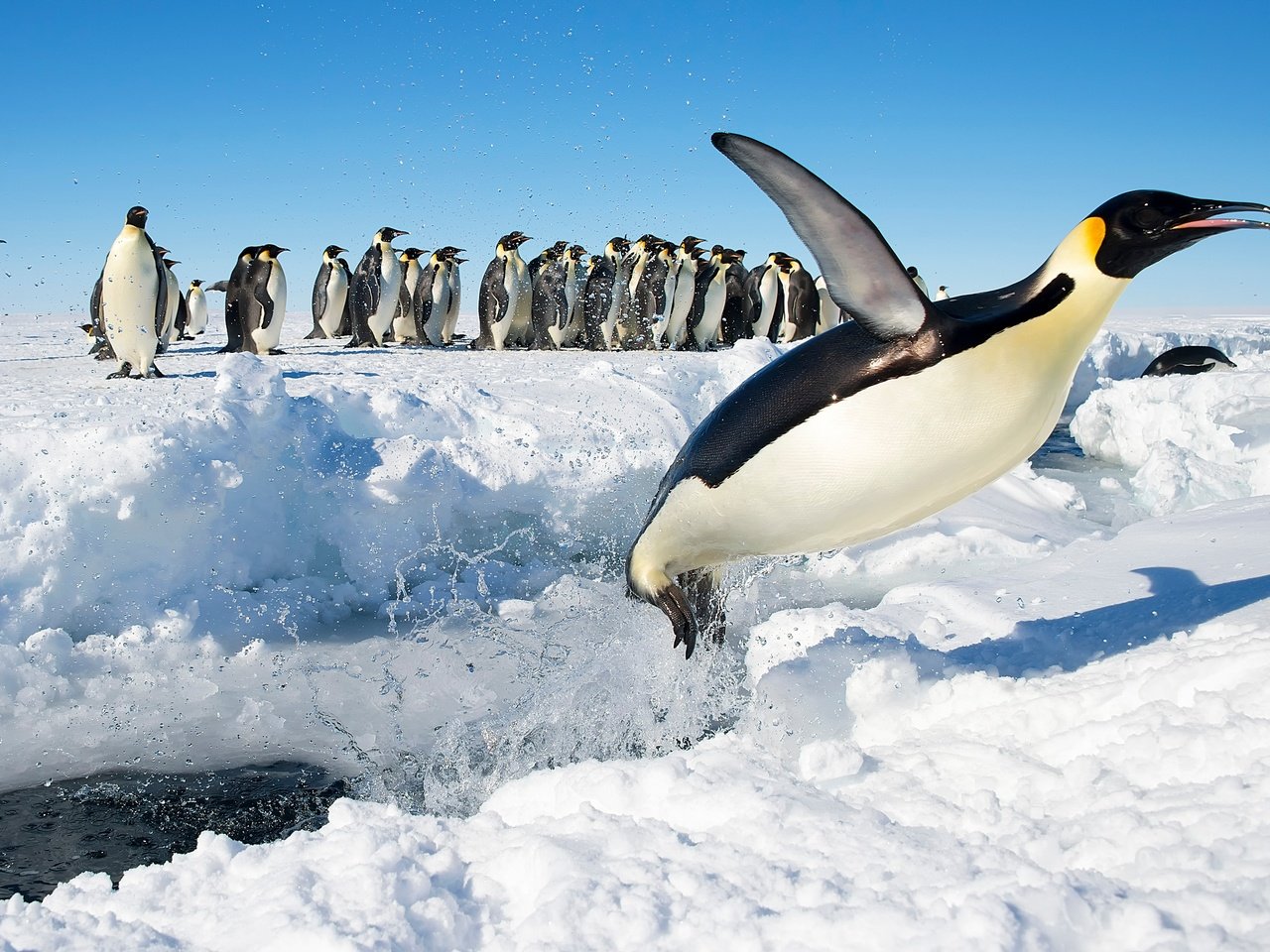 Обои снег, прыжок, птицы, антарктида, пингвины, императорский пингвин, snow, jump, birds, antarctica, penguins, emperor penguin разрешение 3989x2652 Загрузить