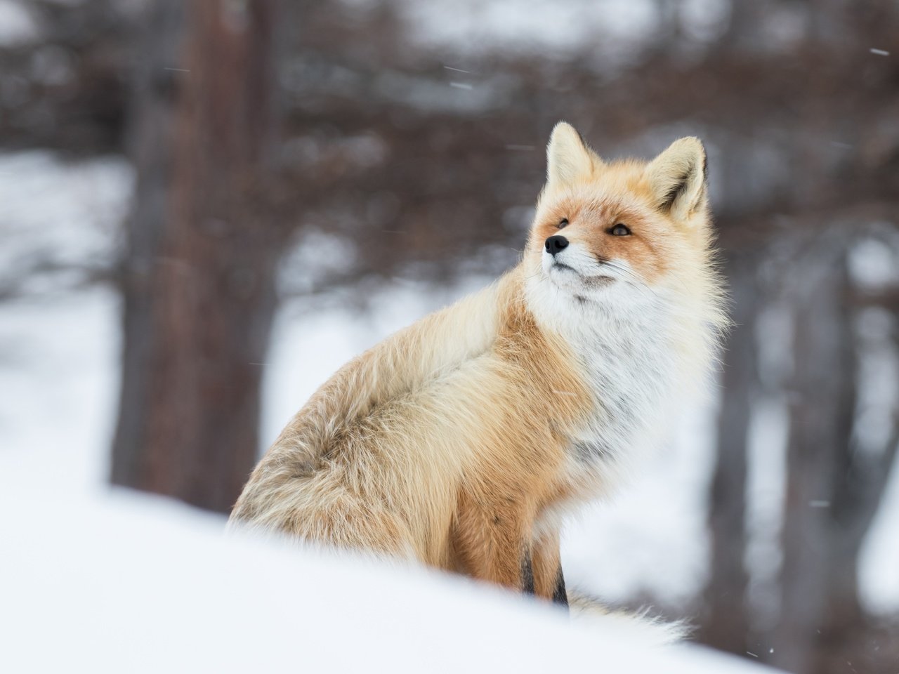 Обои снег, зима, рыжая, лиса, лисица, животное, ветер, боке, snow, winter, red, fox, animal, the wind, bokeh разрешение 4366x2911 Загрузить