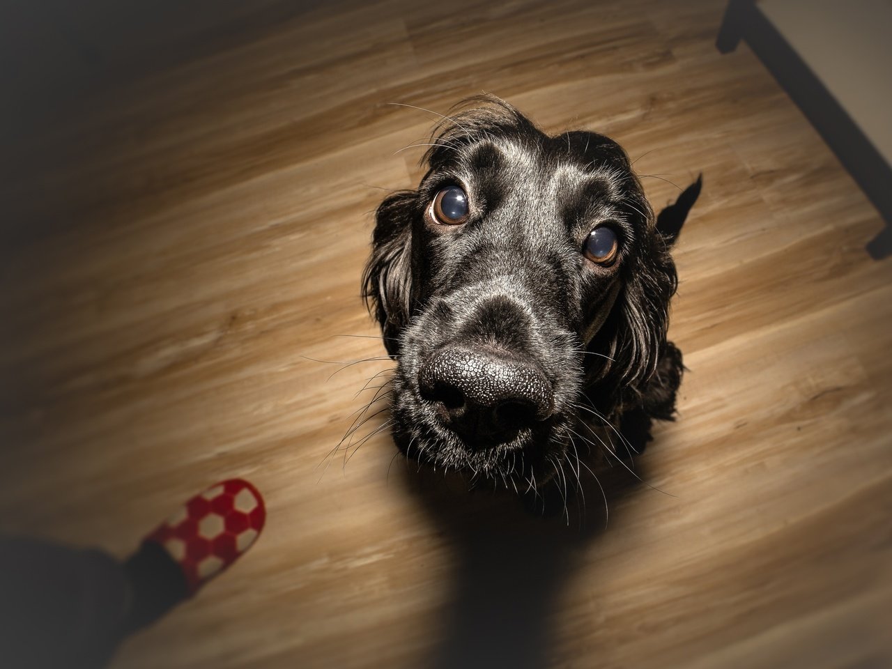 Обои глаза, мордочка, взгляд, собака, щенок, спаниель, eyes, muzzle, look, dog, puppy, spaniel разрешение 4000x2667 Загрузить