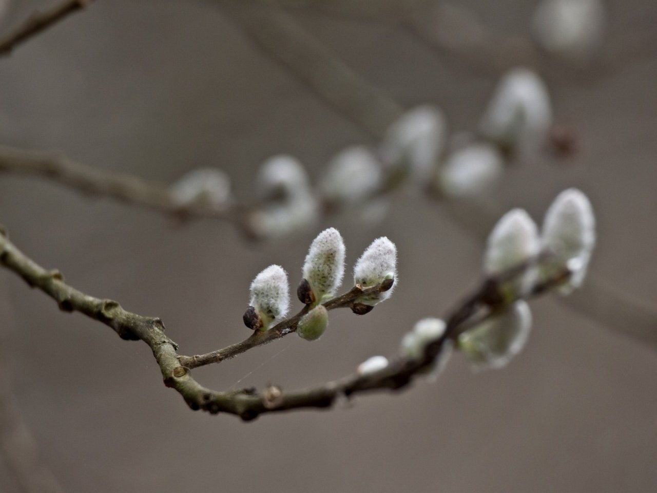 Обои ветка, природа, фон, весна, верба, веточки, branch, nature, background, spring, verba, twigs разрешение 1920x1280 Загрузить