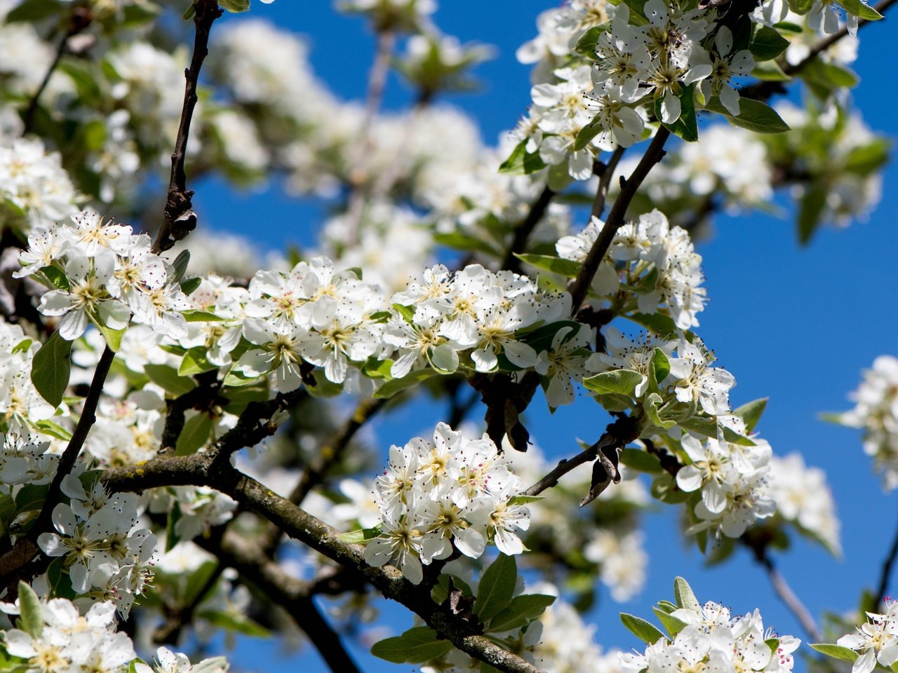 Обои небо, ветка, дерево, цветение, весна, вишня, the sky, branch, tree, flowering, spring, cherry разрешение 3000x2000 Загрузить