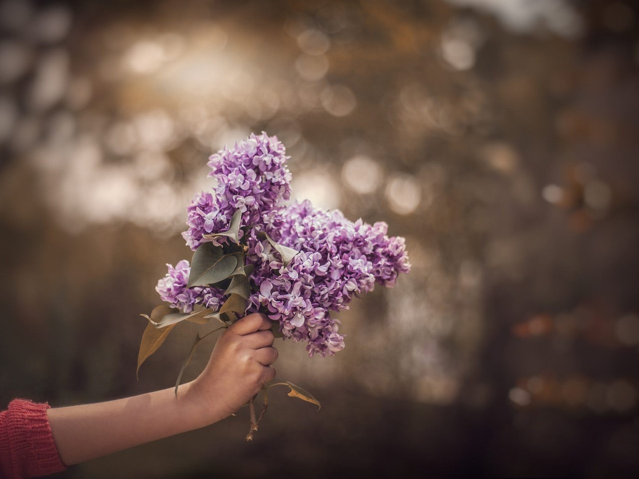 Обои цветы, ветка, рука, настроение, букетик, сирень, боке, flowers, branch, hand, mood, a bunch, lilac, bokeh разрешение 2000x1368 Загрузить