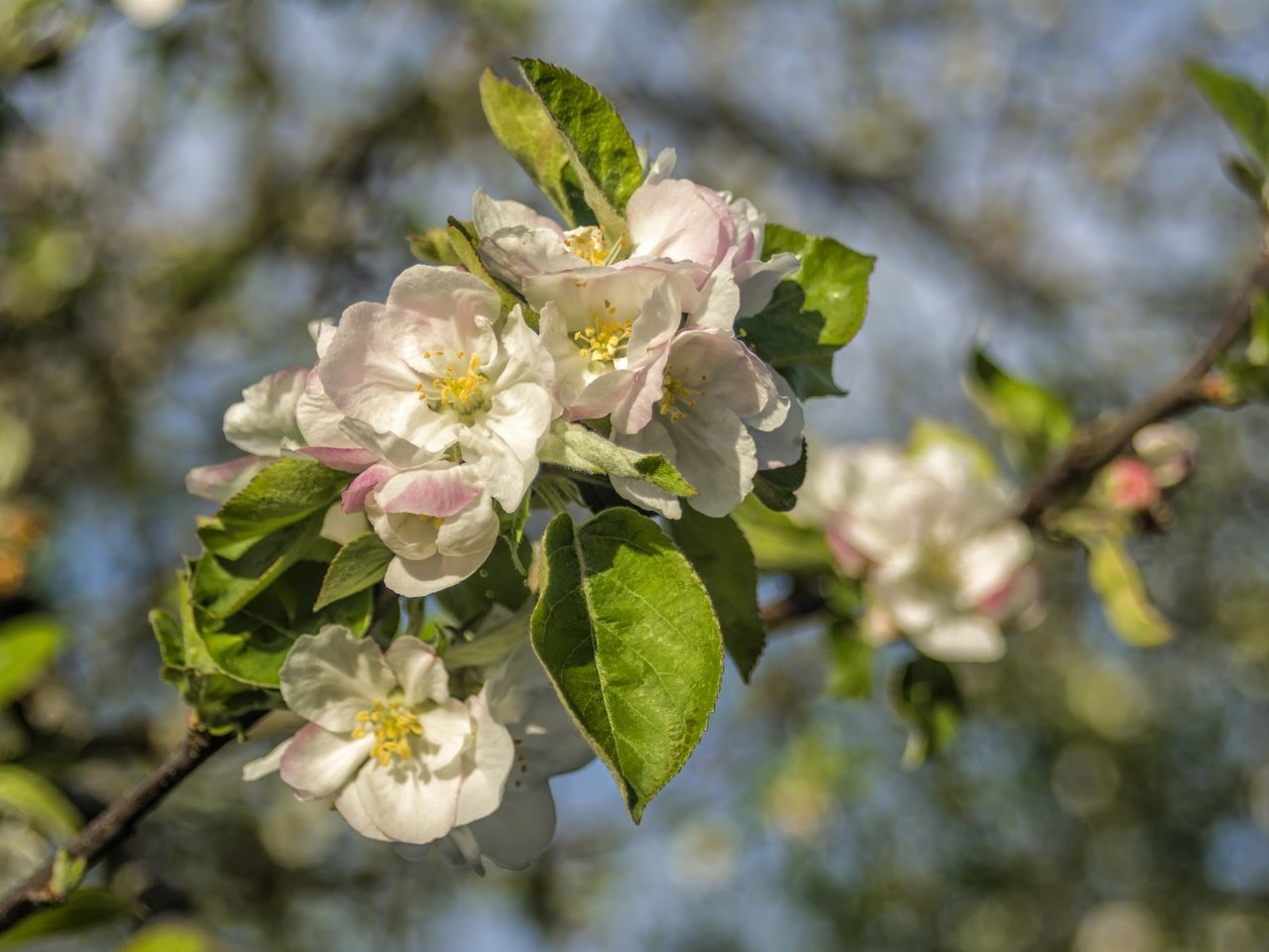 Обои ветка, цветение, весна, яблоня, branch, flowering, spring, apple разрешение 2048x1365 Загрузить