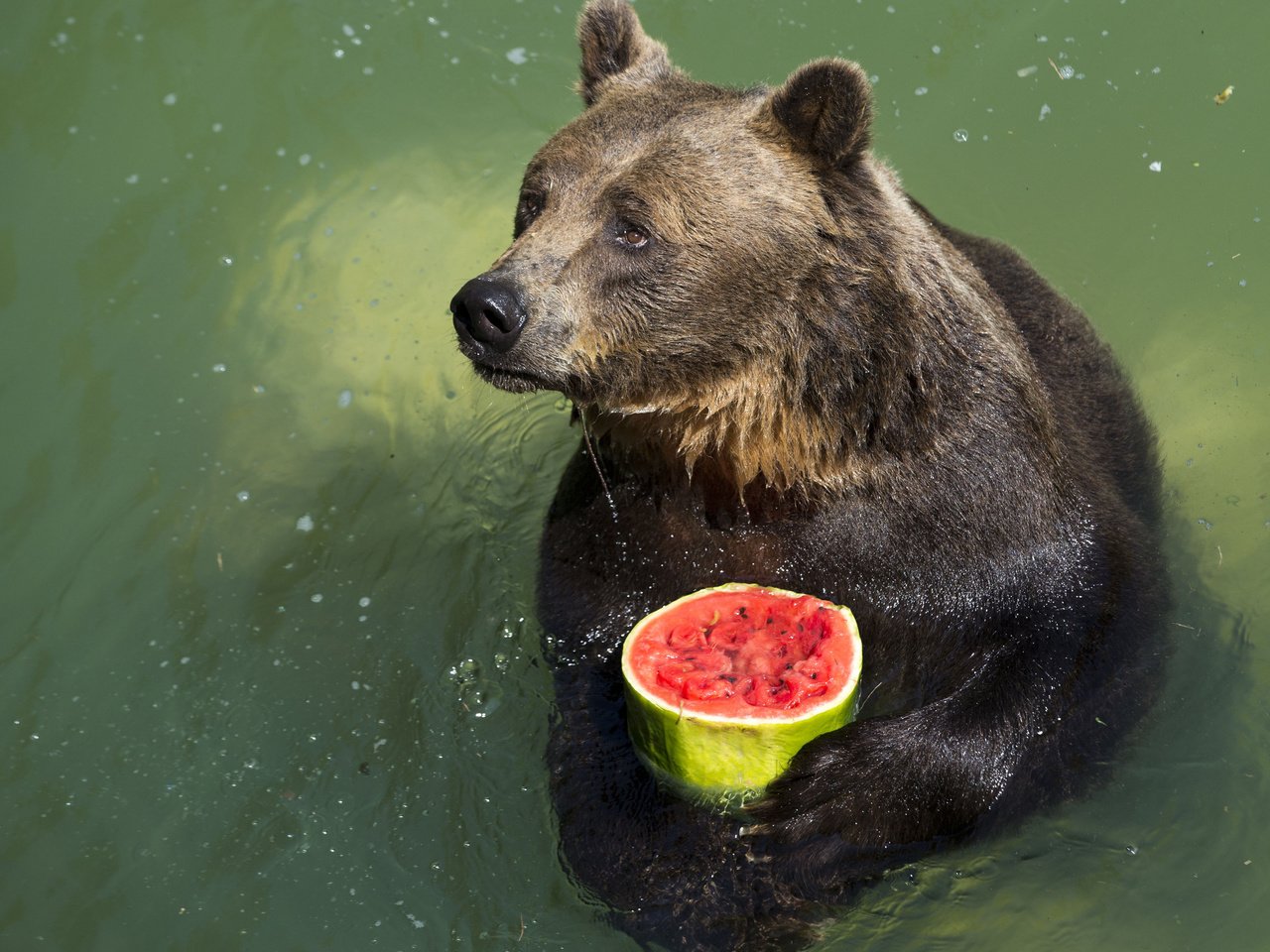 Обои вода, лапы, капли, медведь, арбуз, water, paws, drops, bear, watermelon разрешение 2560x1600 Загрузить