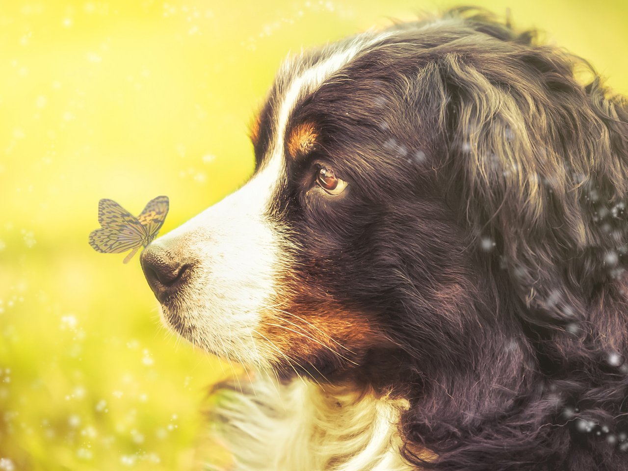 Обои взгляд, бабочка, собака, профиль, бернский зенненхунд, look, butterfly, dog, profile, bernese mountain dog разрешение 2048x1233 Загрузить