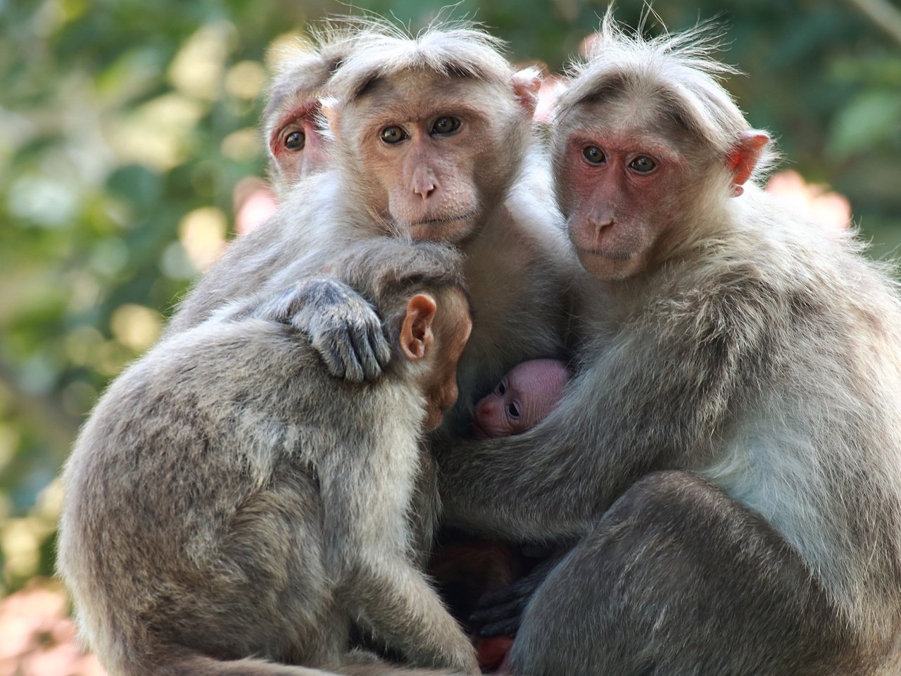 Обои взгляд, семья, детеныш, обезьяны, японские макаки, sujesh sm, look, family, cub, monkey, japanese macaque разрешение 2554x1600 Загрузить