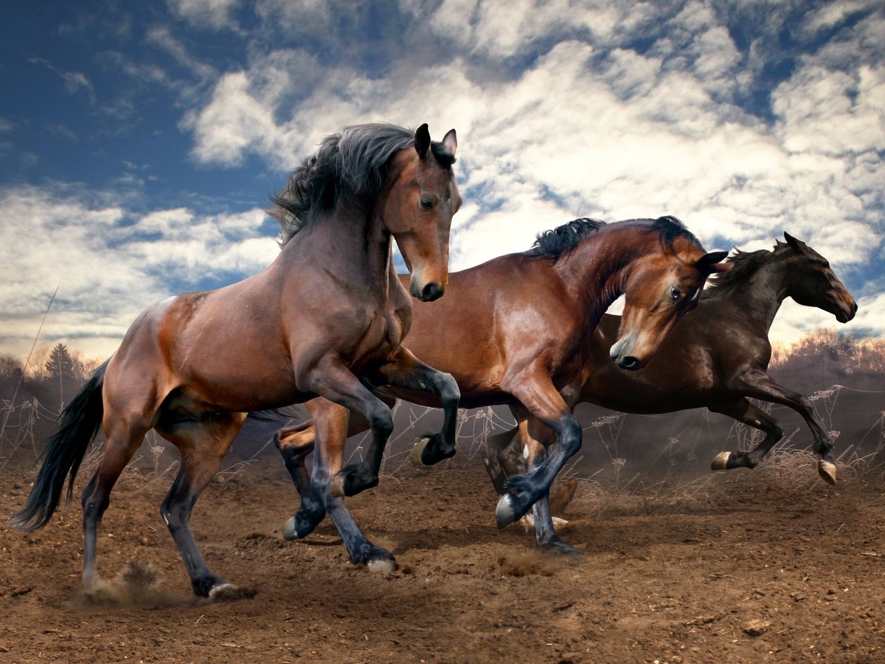 Обои небо, облака, земля, поле, лошади, кони, бег, the sky, clouds, earth, field, horse, horses, running разрешение 2560x1600 Загрузить