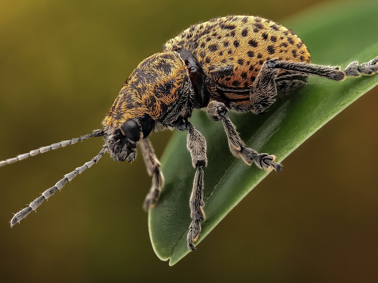 Обои жук, макро, насекомое, усы, лапки, листоед, beetle, macro, insect, mustache, legs, the leaf beetle разрешение 2048x1365 Загрузить