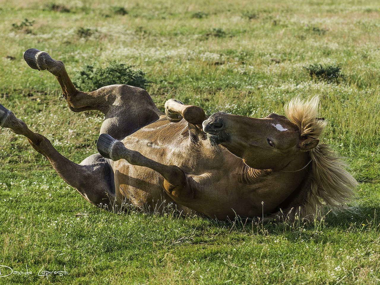 Обои лошадь, трава, конь, грива, копыта, davide lopresti, horse, grass, mane, hooves разрешение 2000x1335 Загрузить