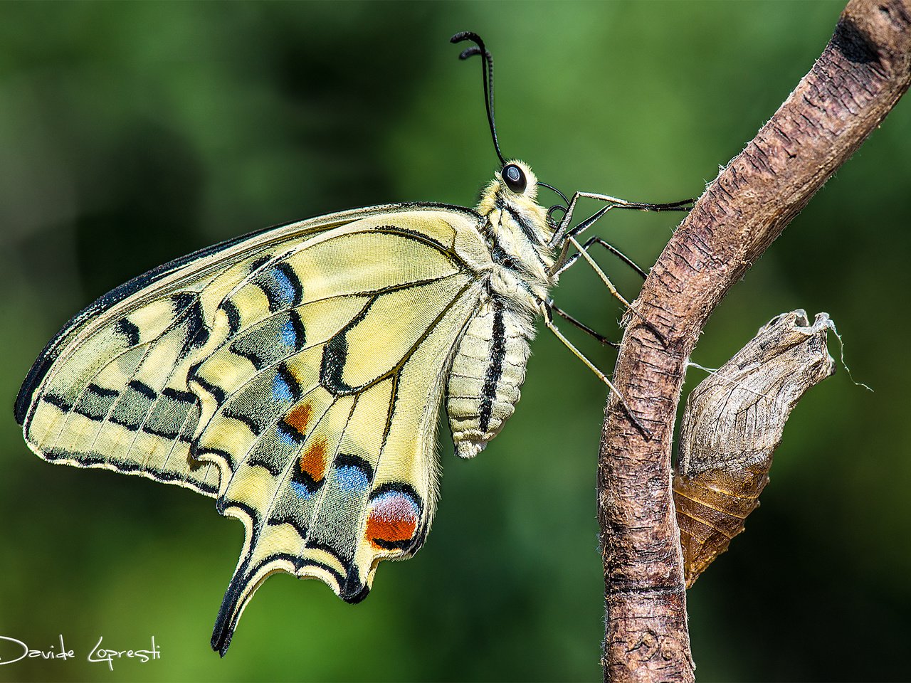 Обои природа, фон, бабочка, насекомые, куколка, davide lopresti, махаон, nature, background, butterfly, insects, doll, swallowtail разрешение 2000x1335 Загрузить