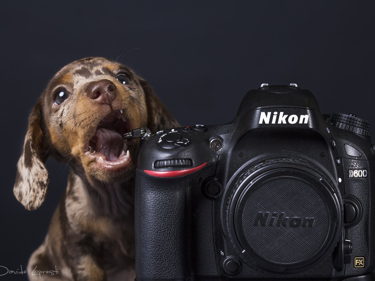 Обои собака, щенок, фотоаппарат, такса, никон, davide lopresti, dog, puppy, the camera, dachshund, nikon разрешение 2000x1333 Загрузить