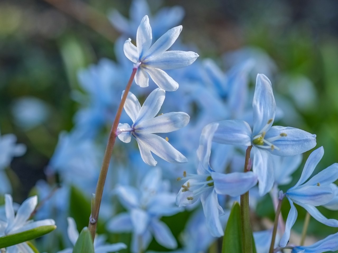 Обои цветы, весна, пролеска, flowers, spring, scilla разрешение 4896x2760 Загрузить