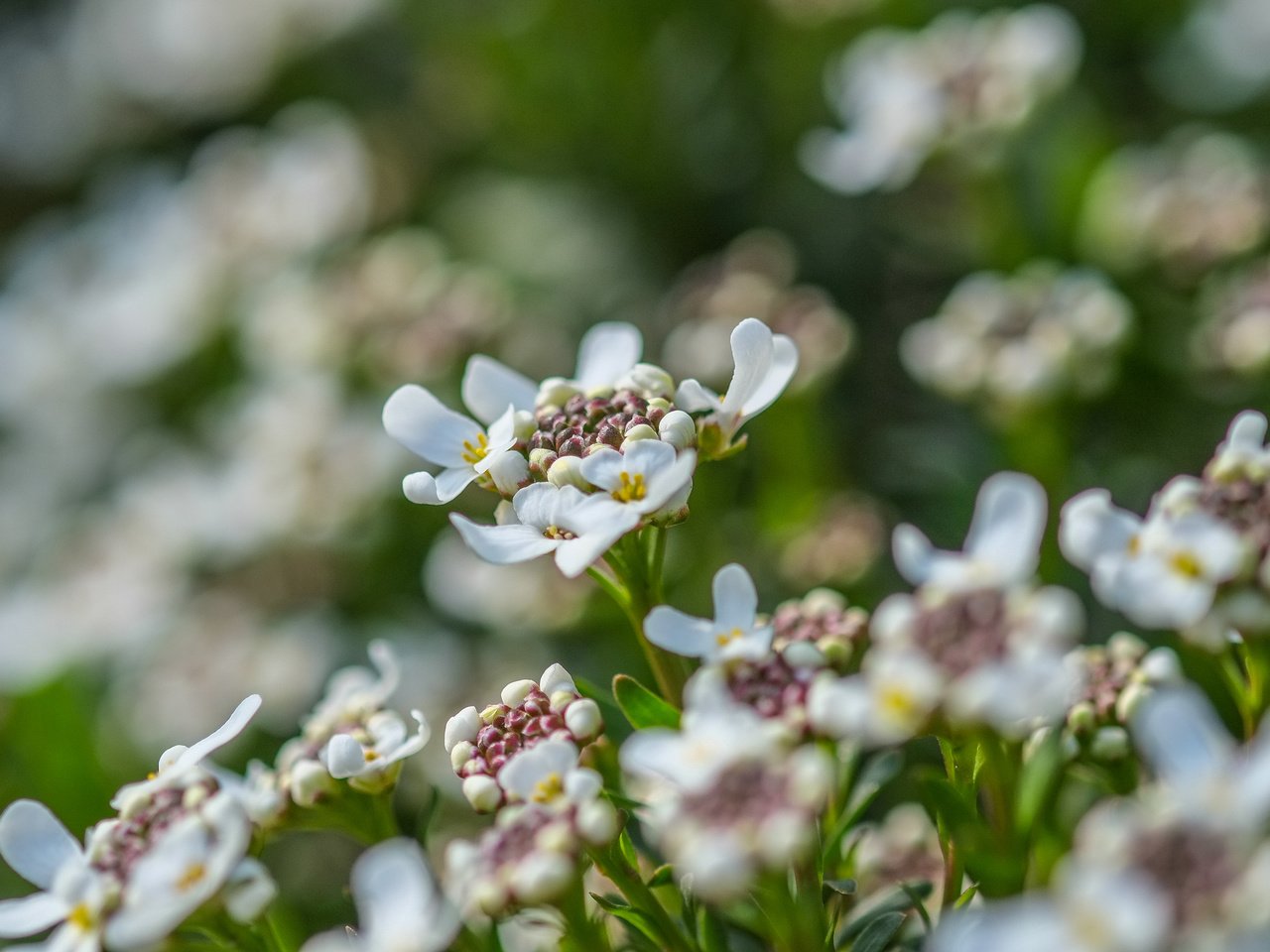 Обои цветы, лепестки, весна, белые, jazzmatica, flowers, petals, spring, white разрешение 4896x2760 Загрузить