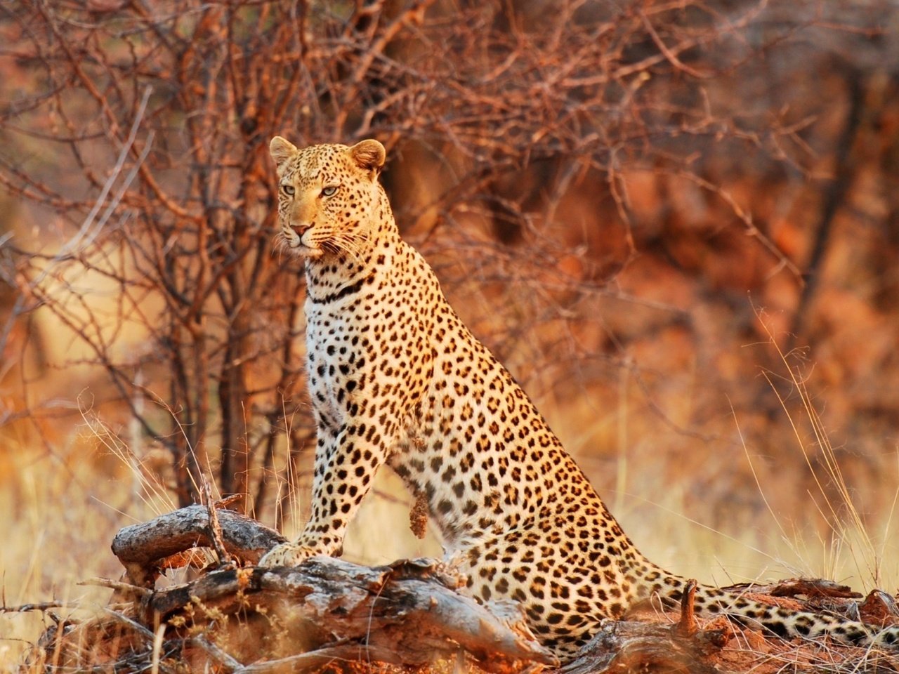 Обои природа, леопард, хищник, ягуар, дикая кошка, грация, nature, leopard, predator, jaguar, wild cat, grace разрешение 1920x1080 Загрузить