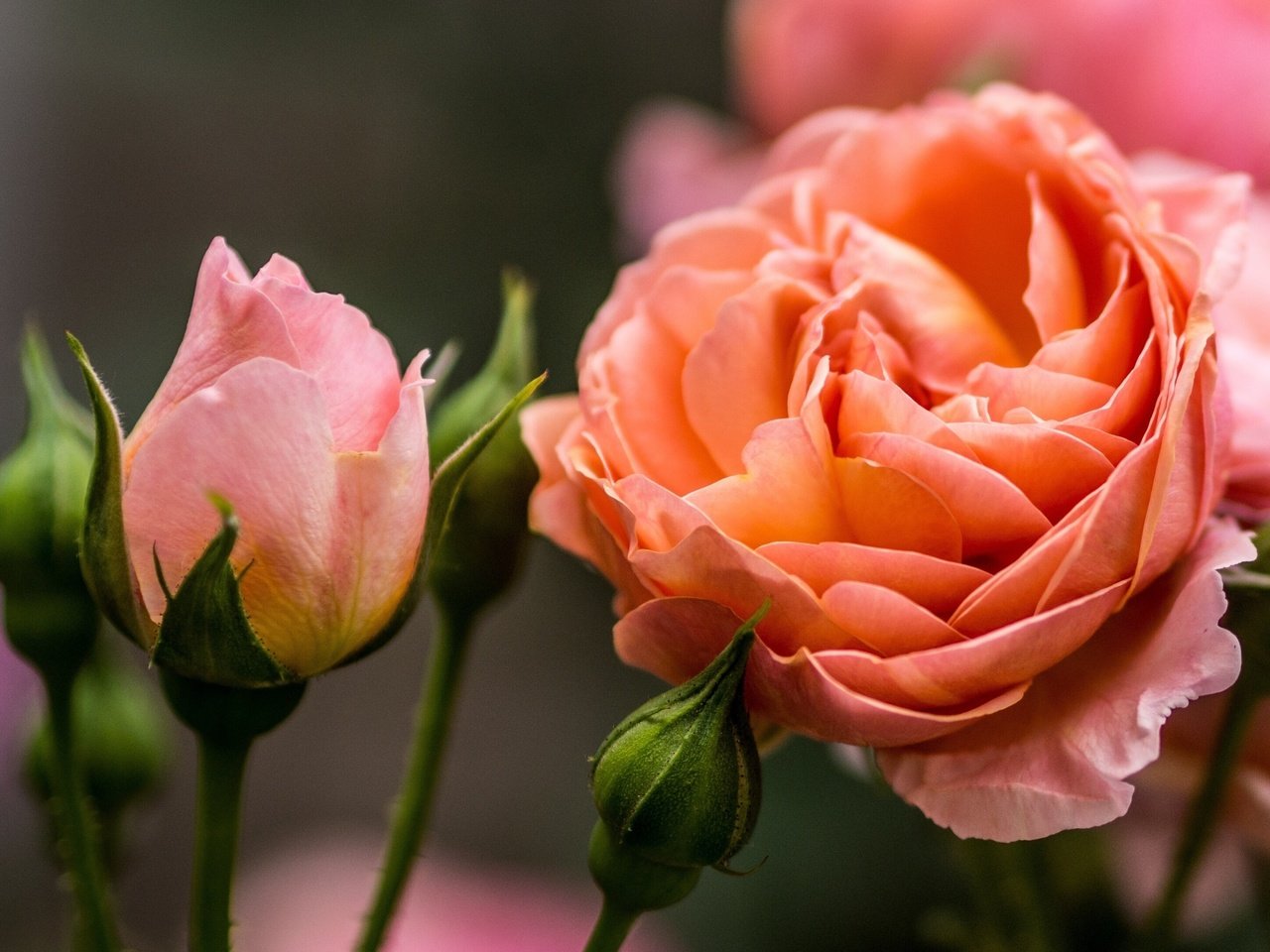 Обои цветы, бутоны, макро, розы, flowers, buds, macro, roses разрешение 3475x2173 Загрузить