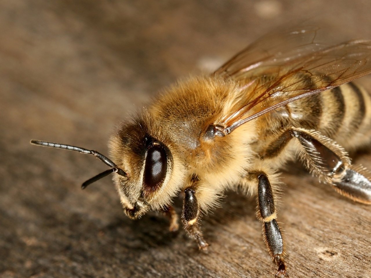 Обои насекомое, крылья, усики, пчела, лапки, туловище, insect, wings, antennae, bee, legs, torso разрешение 1920x1080 Загрузить