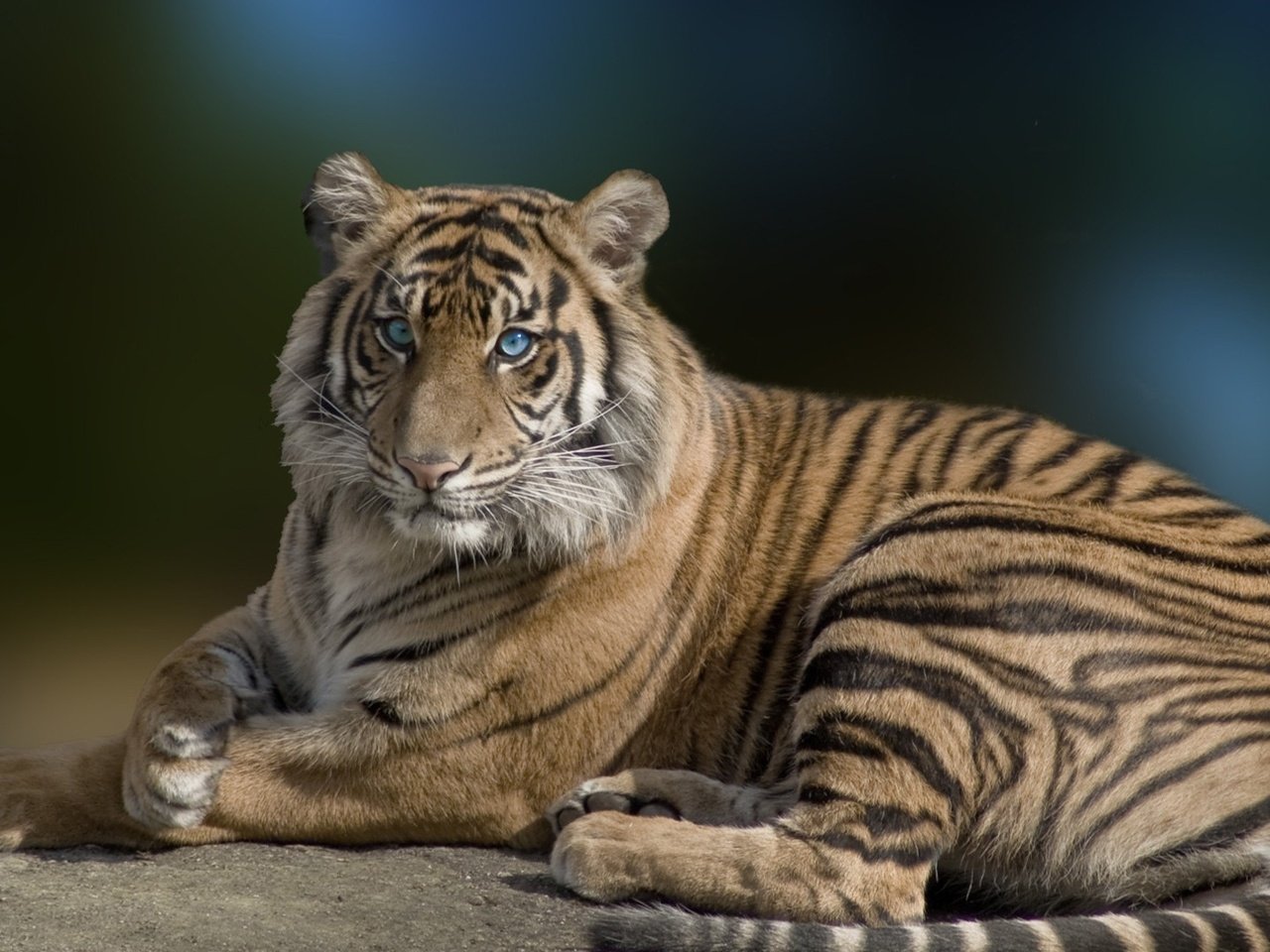 Обои тигр, глаза, морда, взгляд, хищник, большая кошка, tiger, eyes, face, look, predator, big cat разрешение 1920x1080 Загрузить