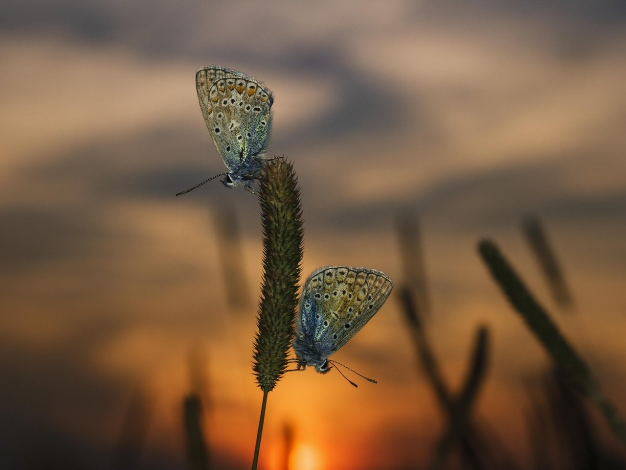 Обои трава, вечер, закат, макро, насекомые, бабочки, grass, the evening, sunset, macro, insects, butterfly разрешение 3888x2592 Загрузить