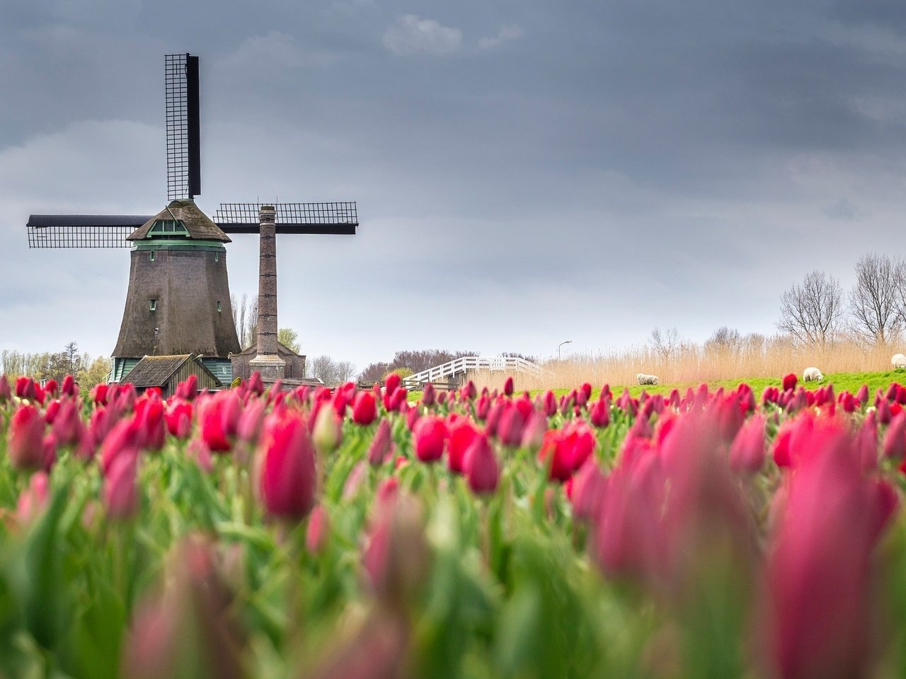 Обои цветы, поле, мельница, весна, тюльпаны, нидерланды, flowers, field, mill, spring, tulips, netherlands разрешение 2048x1366 Загрузить