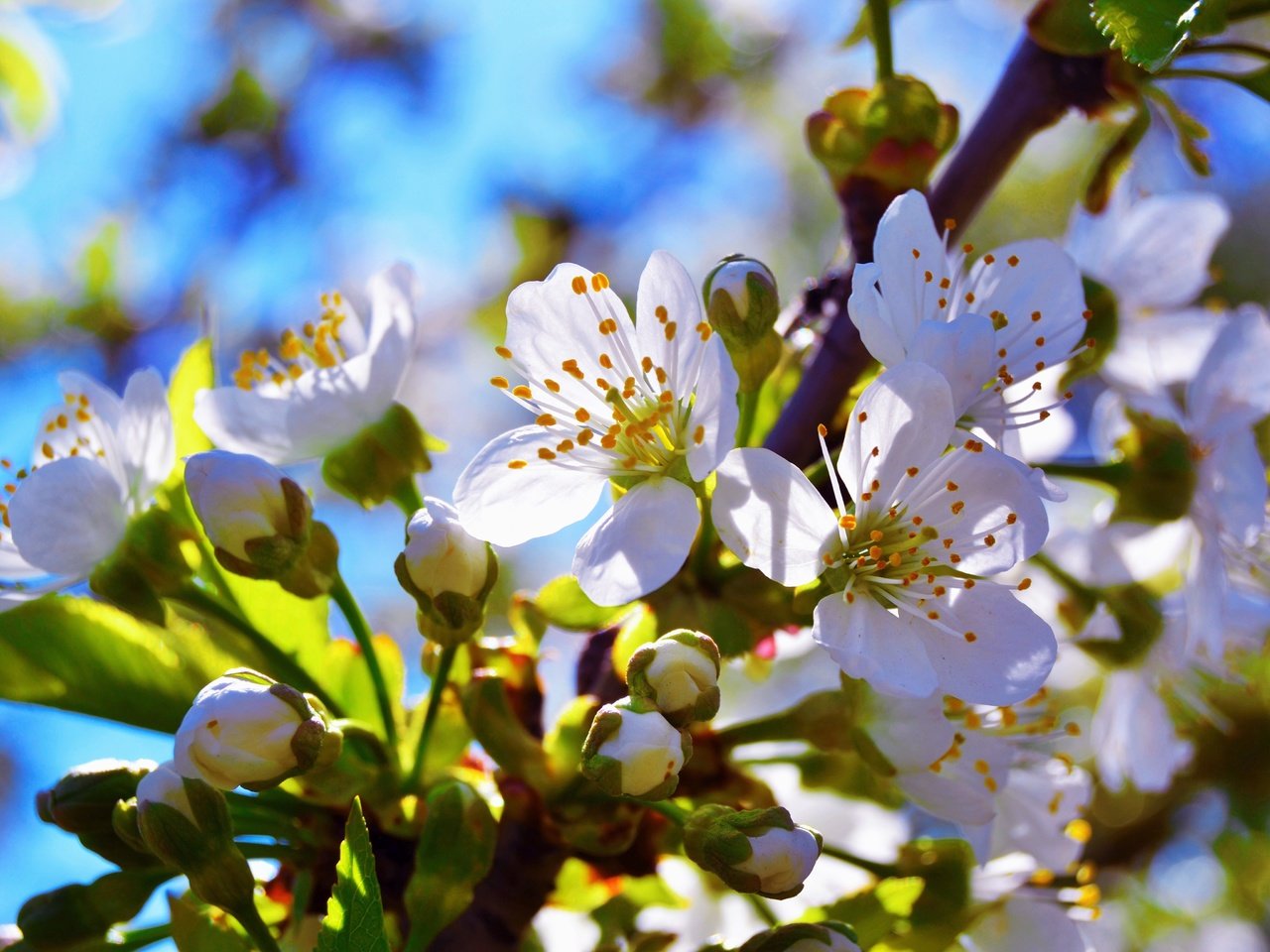 Обои ветка, цветение, бутон, черешня, весна, branch, flowering, bud, cherry, spring разрешение 4608x3072 Загрузить