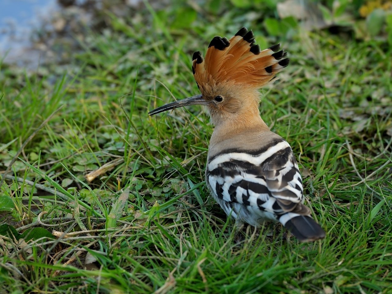 Обои трава, животные, птица, клюв, перья, удод, grass, animals, bird, beak, feathers, hoopoe разрешение 2048x1365 Загрузить