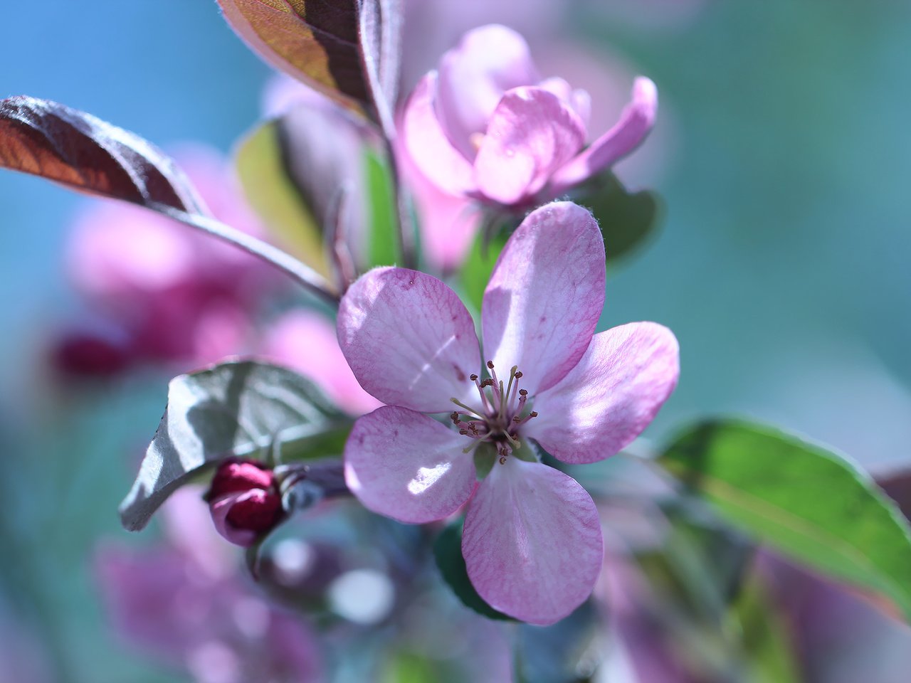 Обои ветка, цветение, весна, розовые цветы, яблоня, branch, flowering, spring, pink flowers, apple разрешение 2048x1365 Загрузить