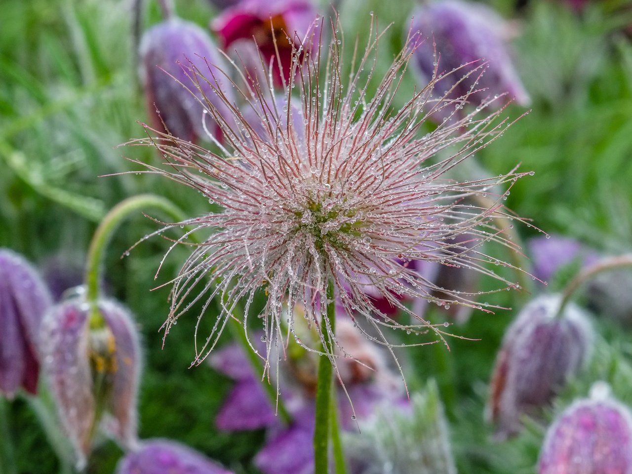 Обои цветы, роса, капли, весна, сон-трава, прострел, flowers, rosa, drops, spring, sleep-grass, cross разрешение 4896x2760 Загрузить