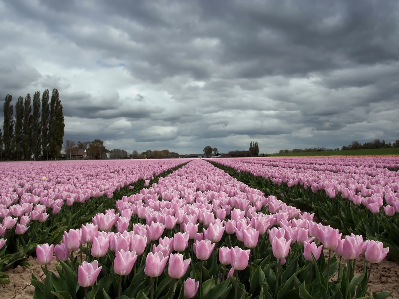 Обои небо, цветы, облака, деревья, поле, тюльпаны, the sky, flowers, clouds, trees, field, tulips разрешение 2048x1293 Загрузить