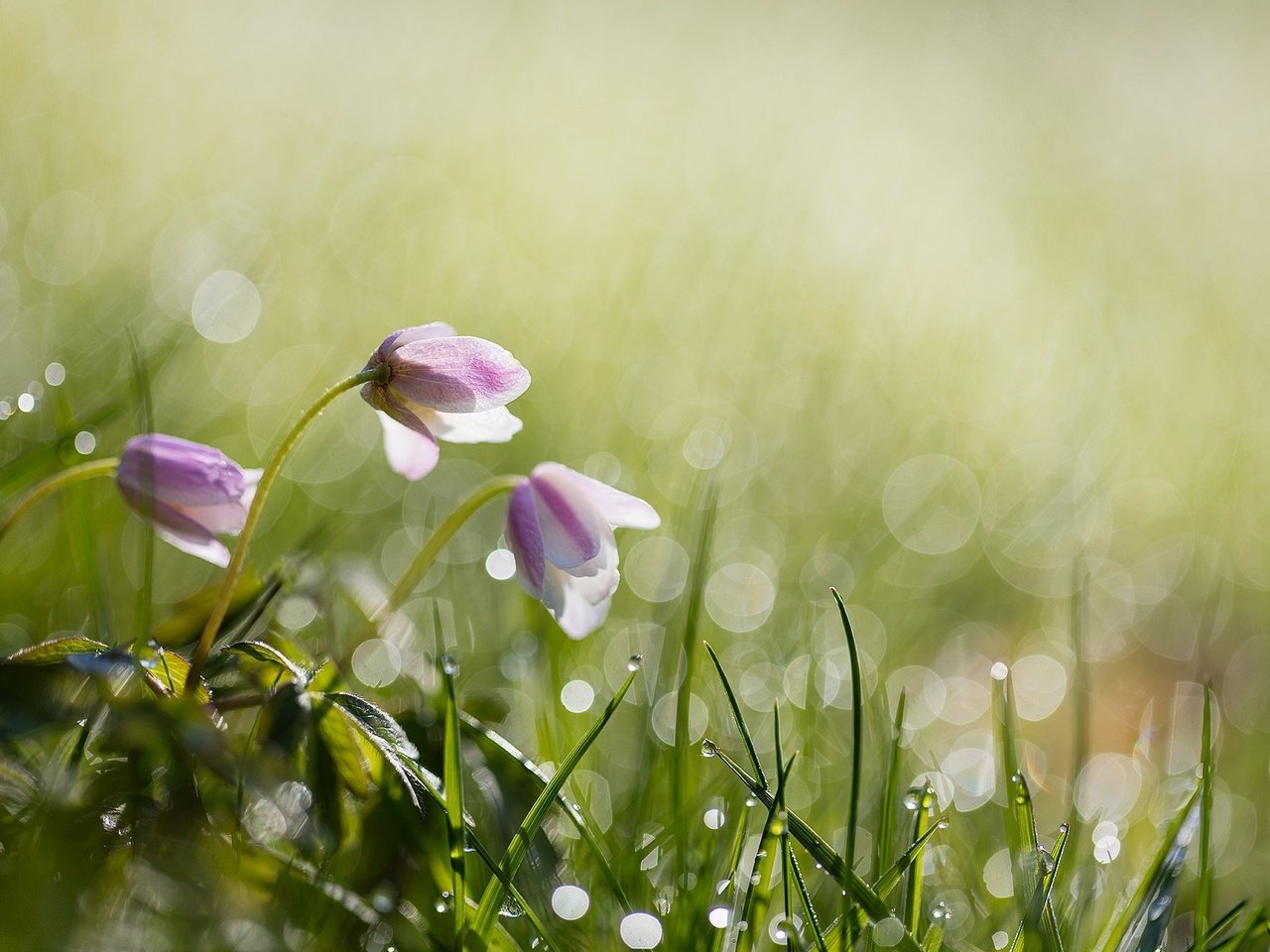 Обои цветы, anita toft, трава, вода, природа, роса, капли, весна, боке, flowers, grass, water, nature, rosa, drops, spring, bokeh разрешение 2048x1365 Загрузить