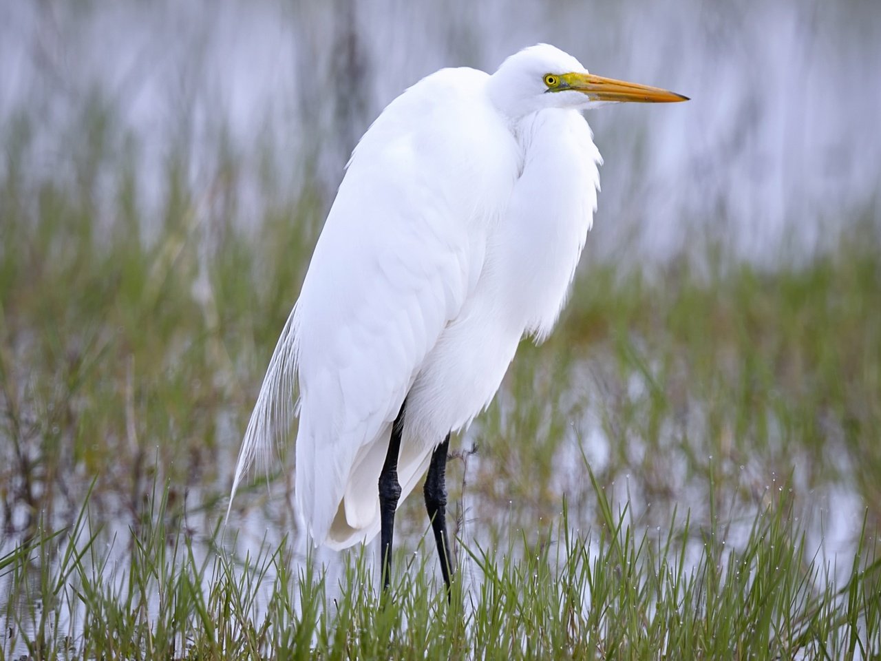 Обои природа, птица, клюв, цапля, белая цапля, nature, bird, beak, heron, white egret разрешение 2718x1600 Загрузить