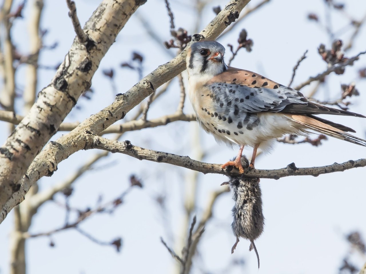 Обои дерево, ветки, птица, мышка, пустельга, tree, branches, bird, mouse, kestrel разрешение 2048x1365 Загрузить