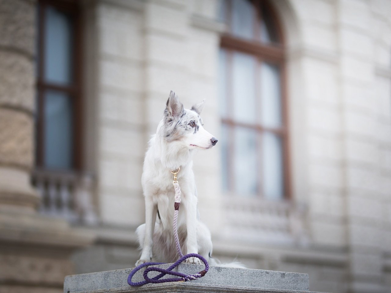 Обои собака, пятна, боке, поводок, бордер-колли, alicja zmysłowska, witty&white, dog, spot, bokeh, leash, the border collie разрешение 2048x1365 Загрузить