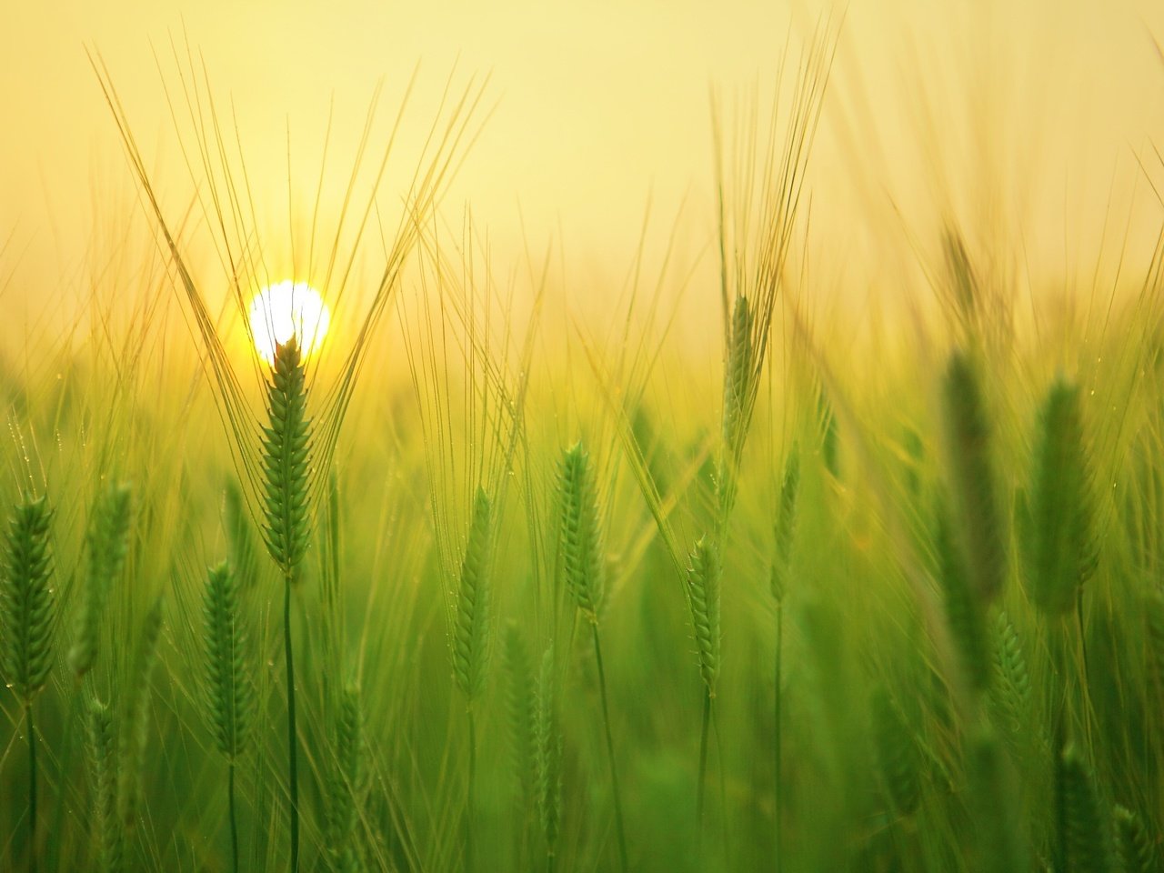 Обои солнце, природа, фон, поле, колосья, пшеница, the sun, nature, background, field, ears, wheat разрешение 1920x1280 Загрузить