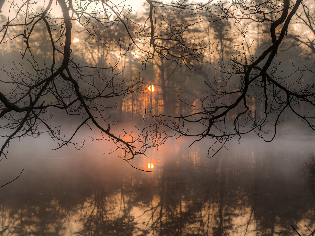 Обои деревья, вода, солнце, отражение, утро, туман, ветки, trees, water, the sun, reflection, morning, fog, branches разрешение 5769x3851 Загрузить