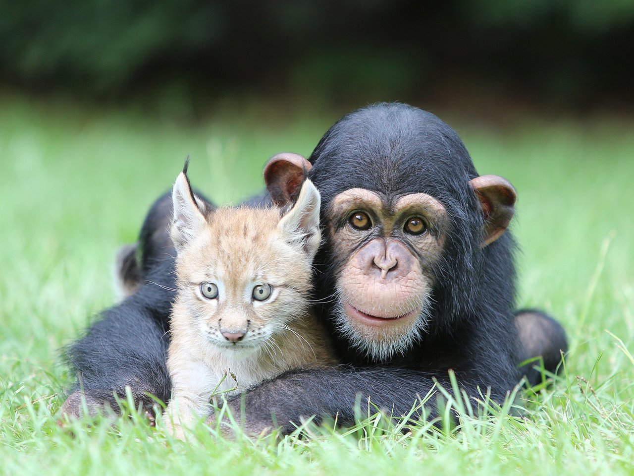 Обои трава, природа, рысь, животные, обезьяна, детеныши, шимпанзе, grass, nature, lynx, animals, monkey, cubs, chimpanzees разрешение 2000x1334 Загрузить