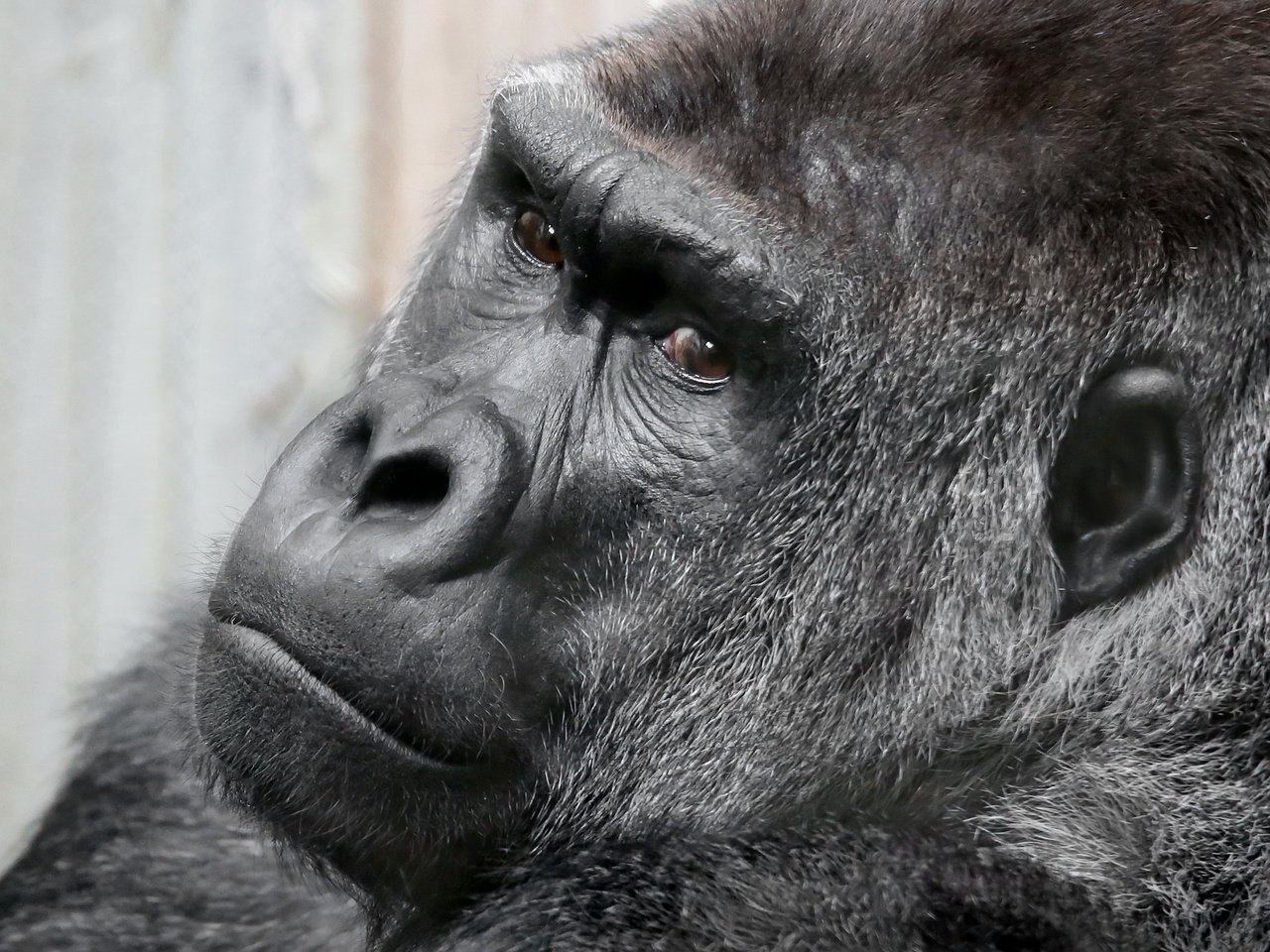 Обои взгляд, обезьяна, горилла, look, monkey, gorilla разрешение 2048x1353 Загрузить
