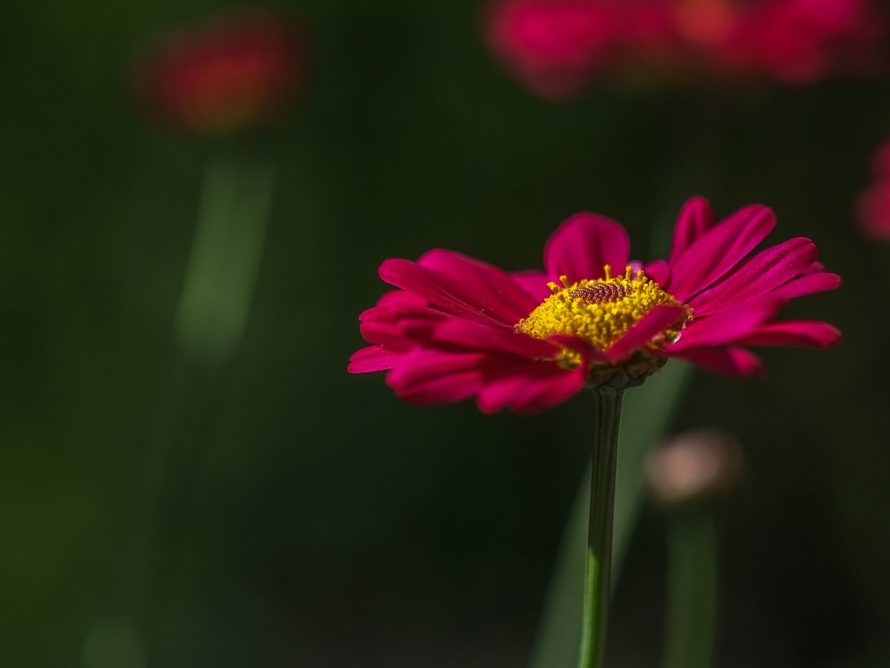 Обои цветок, лепестки, стебель, маргаритка, jazzmatica, flower, petals, stem, daisy разрешение 3843x2443 Загрузить