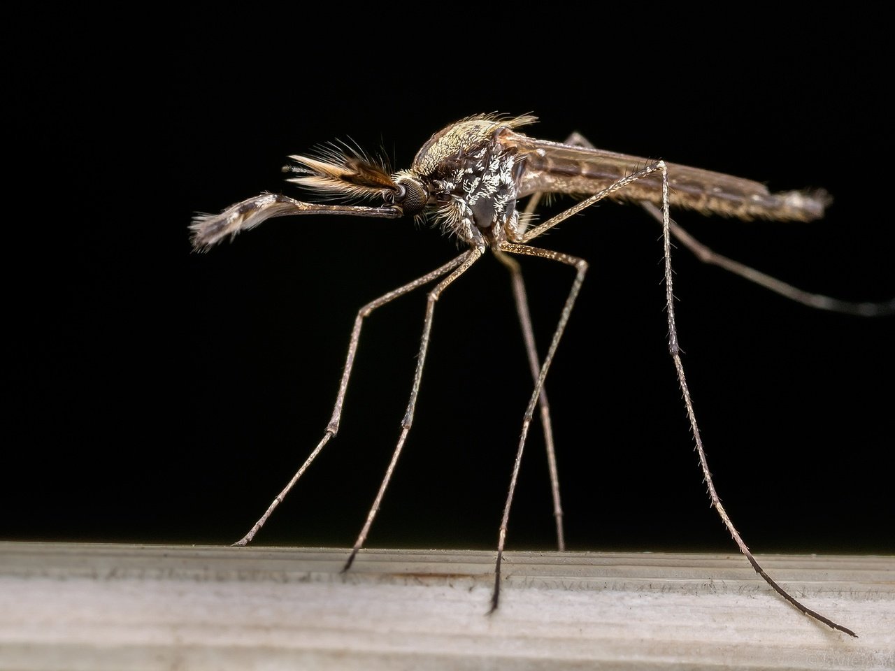 Обои насекомое, фон, комар, москит, aedes albifasciatus, insect, background, the mosquito, mosquito разрешение 2048x1366 Загрузить