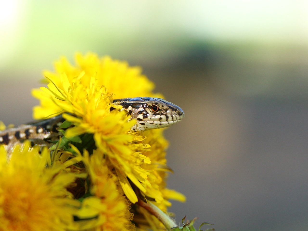 Обои цветы, ящерица, одуванчики, рептилия, flowers, lizard, dandelions, reptile разрешение 1920x1280 Загрузить