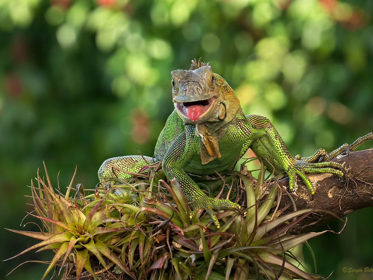 Обои ящерица, зеленая, игуана, lizard, green, iguana разрешение 1920x1280 Загрузить