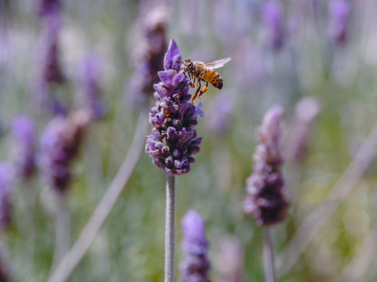 Обои цветы, насекомое, лаванда, пчела, flowers, insect, lavender, bee разрешение 2048x1299 Загрузить