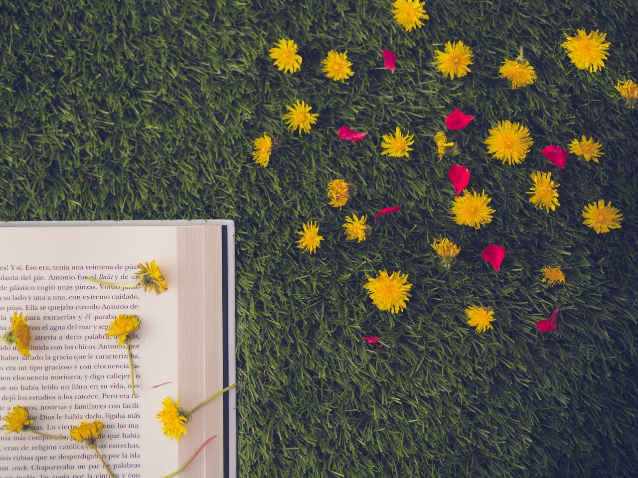 Обои цветы, трава, лепестки, одуванчики, книга, страница, flowers, grass, petals, dandelions, book, page разрешение 5522x3681 Загрузить