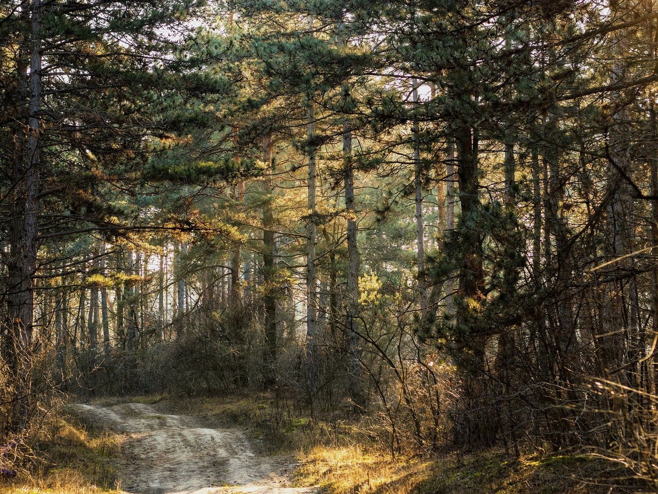 Обои дорога, деревья, природа, лес, road, trees, nature, forest разрешение 2048x1365 Загрузить