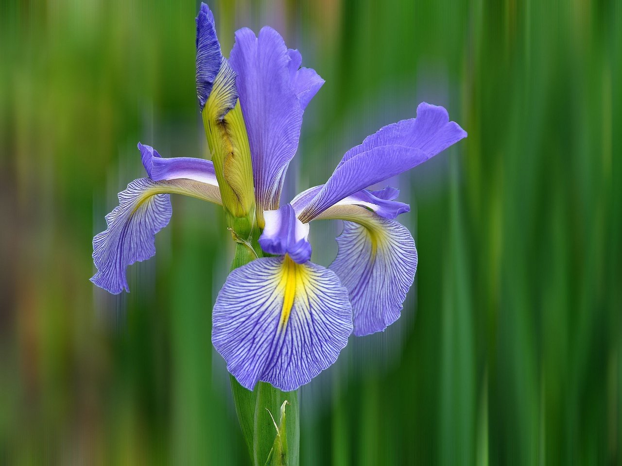 Обои природа, макро, цветок, лепестки, ирис, nature, macro, flower, petals, iris разрешение 2048x1360 Загрузить